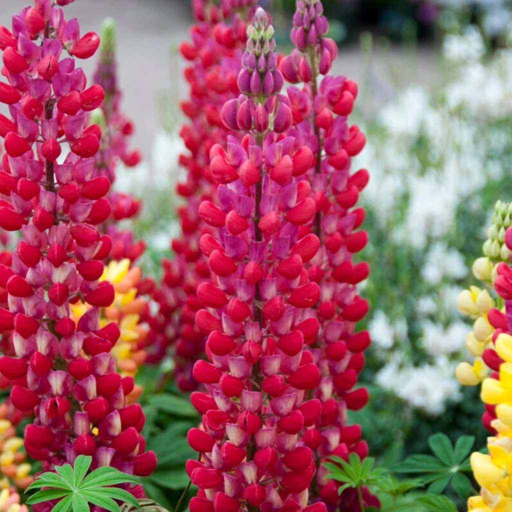 Lupin West Country Red Rum 3 Lupin West Country Red Rum