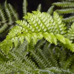 Tassel Fern | Polystichum Polyblepharum -Plant Seeds Store rera04496v2