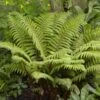 Tassel Fern | Polystichum Polyblepharum 2 Tassel Fern | Polystichum Polyblepharum -Plant Seeds Store rera05924v2