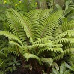 Tassel Fern | Polystichum Polyblepharum
