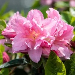 Best Flowering Shrubs -Plant Seeds Store rhodo2