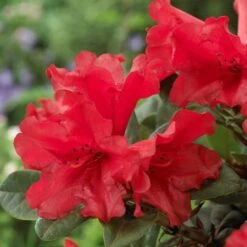 Best Shrubs For Shade -Plant Seeds Store rhodo de806ad1 c6ba 4cd2 9c93 a143f6486098