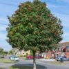 Mountain Ash Rowan Tree | Sorbus Aucuparia -Plant Seeds Store rowan 1