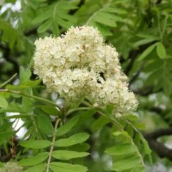 Multi-Stem Mountain Ash Rowan Tree | Sorbus Aucuparia -Plant Seeds Store rowanmultistem 3