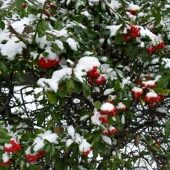 Multi-Stem Mountain Ash Rowan Tree | Sorbus Aucuparia -Plant Seeds Store rowanmultistem 4