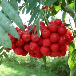 Multi-Stem Mountain Ash Rowan Tree | Sorbus Aucuparia -Plant Seeds Store rowanmultistem 5