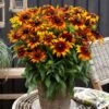 Rudbeckia 'Summerina Fringle Fudge' -Plant Seeds Store rudbeckiaSFF 1 6a219031 4dba 4329 8ff5 546116758703