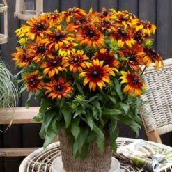 Rudbeckia 'Summerina Fringle Fudge'