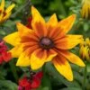 Rudbeckia 'Sunbeckia Mia' 1 Rudbeckia 'Sunbeckia Mia' -Plant Seeds Store rudbeckiaSM 1 22635f6e b6ce 4b31 849e 4483086219f2