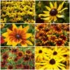 Ultimate Rudbeckia Collection -Plant Seeds Store rudbeckiacollection 1 4156ca94 d543 4ef9 b625 37824ddc06f8