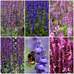 Spectacular Salvia Collection -Plant Seeds Store salviacol 1
