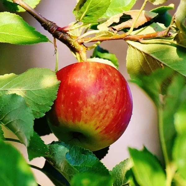 Scrumptious® Apple Tree 5 Scrumptious® Apple Tree - Image 3