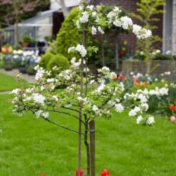 Scrumptious® Apple Tree 13 Scrumptious® Apple Tree -Plant Seeds Store scrumptiousblossom