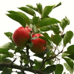 Scrumptious® Apple Tree 16 Scrumptious® Apple Tree -Plant Seeds Store scrumptiousontree