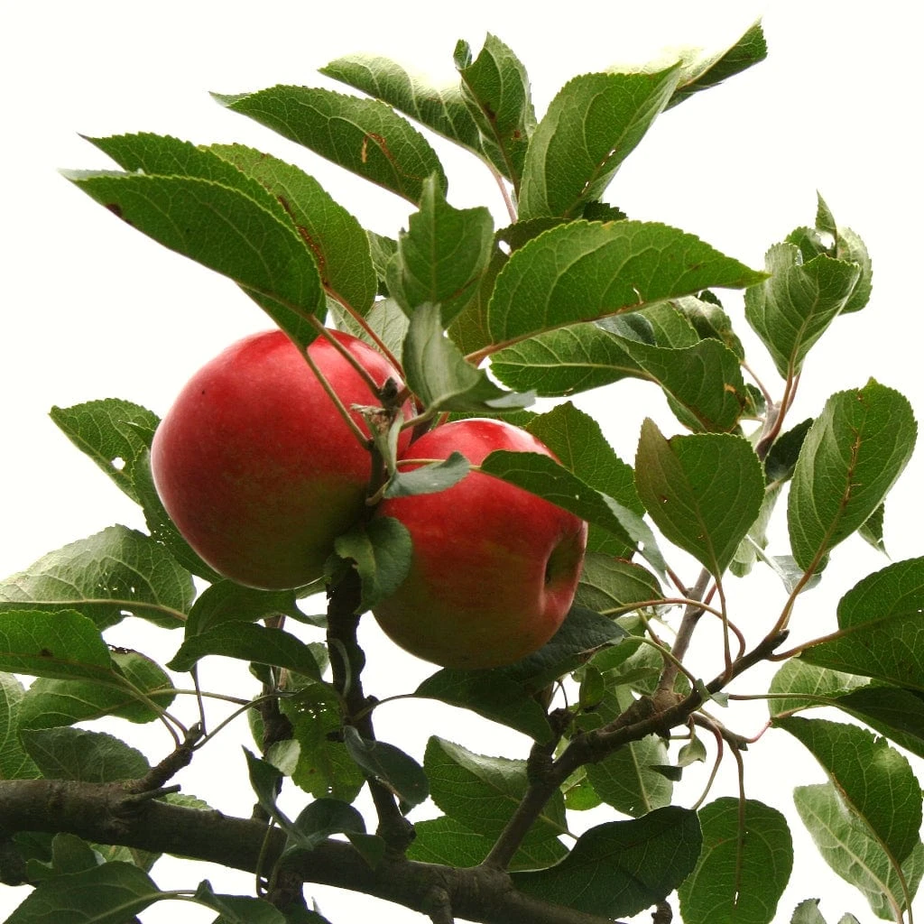 Scrumptious® Apple Tree 9 Scrumptious® Apple Tree - Image 7