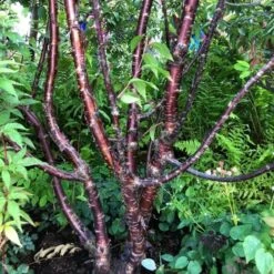 Multi Stem Tibetan Cherry Tree | Prunus Serrula -Plant Seeds Store serrula multstem