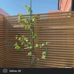 Silver Birch Tree | Betula Pendula -Plant Seeds Store silver birch ugc