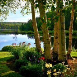 Silver Birch Tree | Betula Pendula -Plant Seeds Store silverbich2