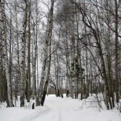 Silver Birch Tree | Betula Pendula -Plant Seeds Store silverbirch3