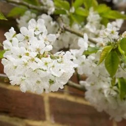 Sunburst Cherry Tree 17 Sunburst Cherry Tree -Plant Seeds Store sunburstblossom