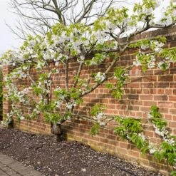 Sunburst Cherry Tree 15 Sunburst Cherry Tree -Plant Seeds Store sunburstfantrained