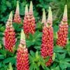 Lupin West Country Tequila Flame -Plant Seeds Store tequilaflame 1