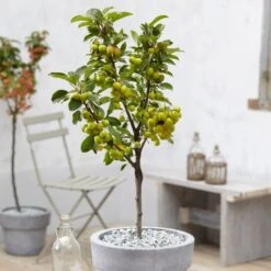 'Golden Hornet' Crabapple Tree 11 'Golden Hornet' Crabapple Tree -Plant Seeds Store unnamed