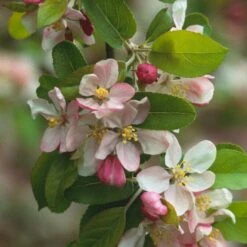 'Golden Hornet' Crabapple Tree 10 'Golden Hornet' Crabapple Tree -Plant Seeds Store unnamed 2