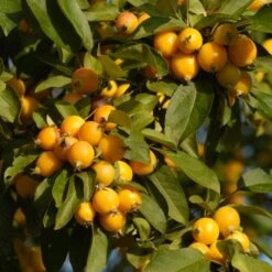 'Golden Hornet' Crabapple Tree 9 'Golden Hornet' Crabapple Tree -Plant Seeds Store unnamed 3