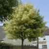 Variegated Norway Maple Tree | Acer Platanoides 'Drummondii' 1 Variegated Norway Maple Tree | Acer Platanoides 'Drummondii' -Plant Seeds Store vami08289