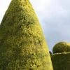 Golden Leyland Cypress | Cupressocyparis Leylandii 'Castlewellan Gold' 2 Golden Leyland Cypress | Cupressocyparis Leylandii 'Castlewellan Gold' -Plant Seeds Store vami10133