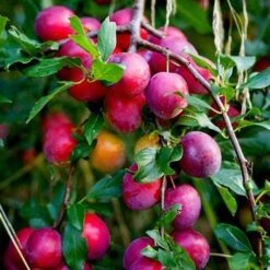 The 3 Top Performing Fruit Trees To Grow In The UK | Apple, Pear & Plum 9 The 3 Top Performing Fruit Trees To Grow In The UK | Apple, Pear & Plum -Plant Seeds Store victoria plum tree 2 6a6ffe5f 3f01 456a 914a 199eaacd020f