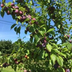 Victoria Plum Tree -Plant Seeds Store victoriaplumbranch