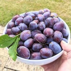 Victoria Plum Tree -Plant Seeds Store victoriaplumcrop a10b8a72 885d 448d 9185 ec145c7899e5