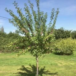 Victoria Plum Tree -Plant Seeds Store victoriaplumyoungtree 1