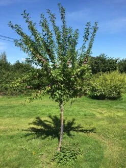3 Super Easy To Grow Fruit Trees | Apple, Fig & Plum 16 3 Super Easy To Grow Fruit Trees | Apple, Fig & Plum -Plant Seeds Store victoriaplumyoungtree 374b3197 2b25 4629 951c 4dbfc0e4e568