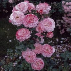 'Sexy Rexy' Floribunda Rose -Plant Seeds Store vima05159 sexy rexy