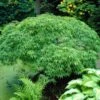 Green Weeping Japanese Maple Tree | Acer Palmatum 'Dissectum Viride' -Plant Seeds Store viride 1