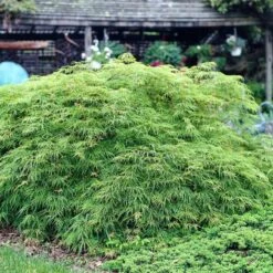 Green Weeping Japanese Maple Tree | Acer Palmatum 'Dissectum Viride' 7 Green Weeping Japanese Maple Tree | Acer Palmatum 'Dissectum Viride' -Plant Seeds Store viride 3