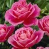 'My Darling' Hybrid Tea Rose -Plant Seeds Store visi04773 my darling
