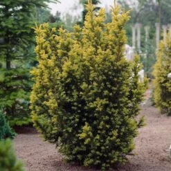 English Yew Tree | Taxus Baccata 15 English Yew Tree | Taxus Baccata -Plant Seeds Store visi06030