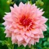 Dahlia Otto's Thrill -Plant Seeds Store visi09266 otto 89170a8e d419 4f15 b385 6607f145e7e6