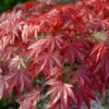 Red Japanese Maple Tree | Acer Palmatum 'Red Emperor' 1 Red Japanese Maple Tree | Acer Palmatum 'Red Emperor' -Plant Seeds Store visi108671