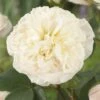 'Joie De Vivre' Floribunda Rose -Plant Seeds Store visi116095 joie de vivre