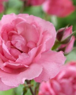 'Palace Tabor' Patio Shrub Rose 10 'Palace Tabor' Patio Shrub Rose -Plant Seeds Store visi116302 tabor