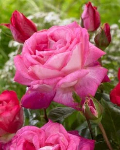 'Patio Hit Dafne' Patio Shrub Rose -Plant Seeds Store visi116548 dafne