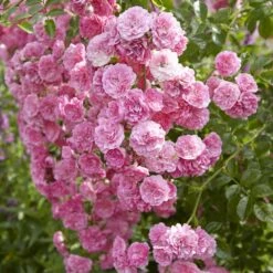'Happy Retirement' Shrub Rose -Plant Seeds Store visi116698 happy retirement