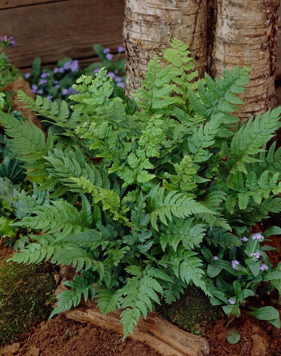 Black Wood Fern | Dryopteris Atrata 3 Black Wood Fern | Dryopteris Atrata