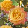 'Bright Smiles' Floribunda Rose -Plant Seeds Store visi129383 bright smiles