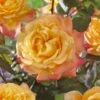 'Caribbean Dawn' Patio Shrub Rose 2 'Caribbean Dawn' Patio Shrub Rose -Plant Seeds Store visi129384 carribean dawn